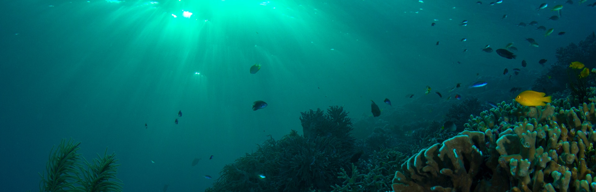 Our Blue Planet: Incredible Ocean Stories & Visuals | BBC Earth